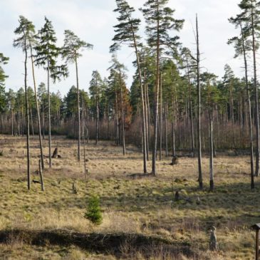 (Palm)Sonntagsspaziergang im Moor